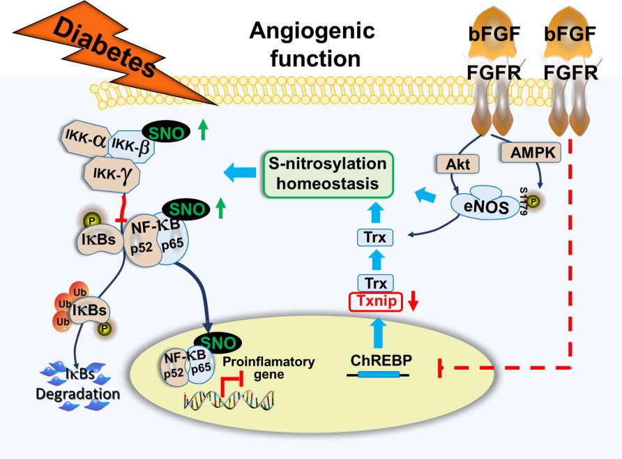 redoxbiology金利泰课题组阐明bfgf调控ikkβ及p65亚硝基化修饰抑制