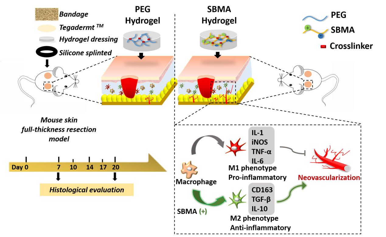 图1 sbma水凝胶和peg水凝胶对全层切除伤口愈合的作用以及修复机制